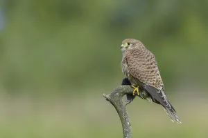 Kestrel (Falco tinnunculus)