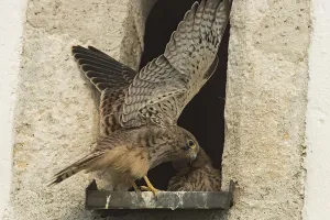 Kestrel (Falco tinnunculus)