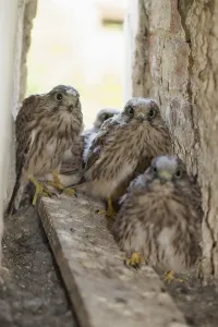Kestrel (Falco tinnunculus)