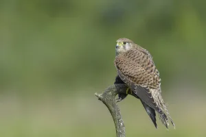 Kestrel (Falco tinnunculus)