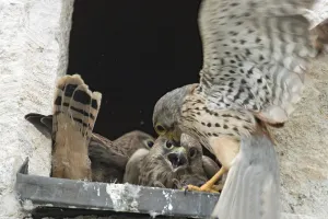 Kestrel (Falco tinnunculus)