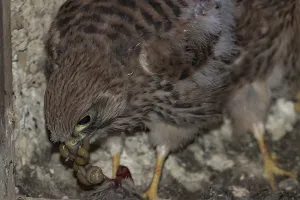Kestrel (Falco tinnunculus)
