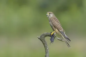 Kestrel (Falco tinnunculus)
