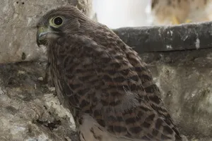 Kestrel (Falco tinnunculus)