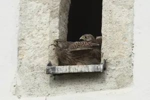 Kestrel (Falco tinnunculus)