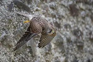 Kestrel (Falco tinnunculus), Gerolstein