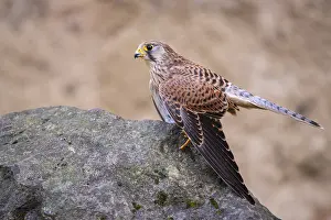 Kestrel (Falco tinnunculus), Gerolstein