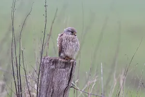 Kestrel (Falco tinnunculus), on a pasture fence post