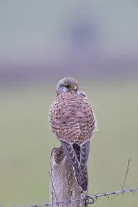 Kestrel (Falco tinnunculus), on a pasture fence post