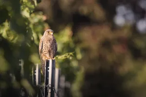 Kestrel (Falco tinnunculus) sitting on a pole in a vineyard