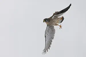 Kestrel (Falco tinnunculus) in the snow