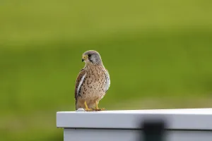 Kestrel (Falco tinnunculus). Weilheim an der Teck
