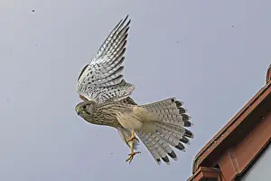 Kestrel female with open wings flying left looking in front of blue sky