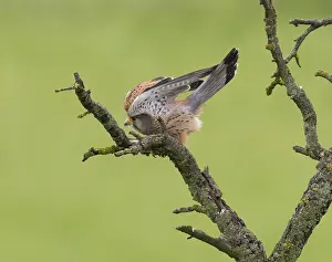 A kestrel perched on a mossy branch against a green backdrop