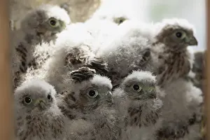 Kestrel six young birds in nesting site sitting next to each other on the right