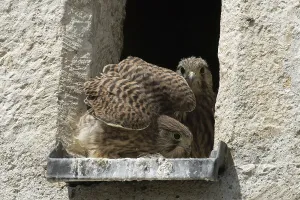 Kestrel two young birds with open beak sitting in opening of church tower seeing differently