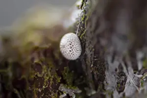 Kidney Spotted Fritillary, egg