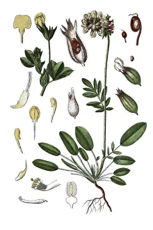 Kidney vetch, Woundwort (Anthyllis vulneraria) on the left