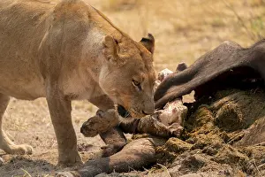 Kill, lion (Panthera leo) eating buffalo