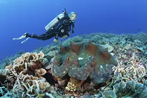 Killer mussel in reef (Tridacna squamosa)
