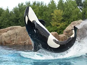 Killer Whale jumping out of the water