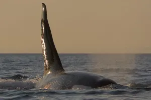 Killer whale (Orcinus orca), dorsal fin