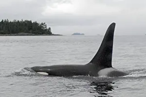 Killer whale (Orcinus orca), orca