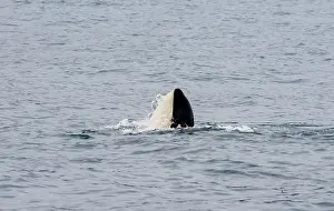 Killer whale (Orcinus orca), Orca