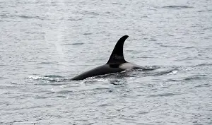 Framed Print : Killer whale (Orcinus orca), Orca dorsal fin in the sea