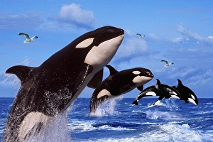 Killer whales (Orcinus orca)