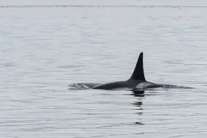 Killer whales (Orcinus orca) or orca