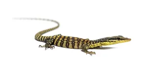 Kimberley rock monitor, Varanus glauerti