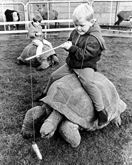 Kind rides on a giant turtle, England