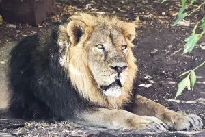 King of animals - African male lion in zoo