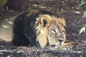 King of animals - African male lion in zoo