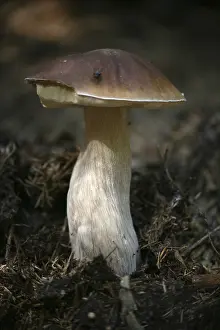 King bolete (boletus edulis)