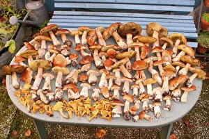 King bolete (Boletus edulis), Chanterelle (Cantharellus cibarius) picking mushrooms