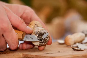King bolete (Boletus edulis) mushroom cleaning