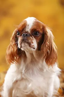 King Charles Spaniel, bitch, Blenheim, 2 years old