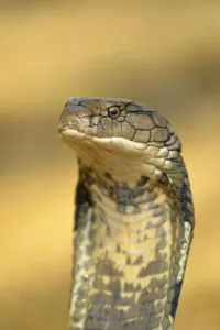 King Cobra (Ophiophagus hannah) adult