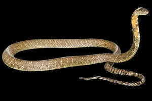 King Cobra Ophiophagus hannah, isolated on black background