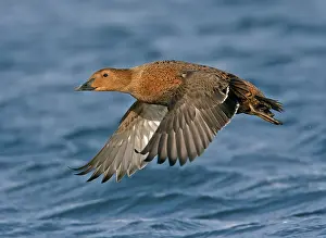 King Eider adult female, in flight over sea