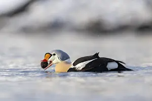 King eider (Somateria spectabilis)