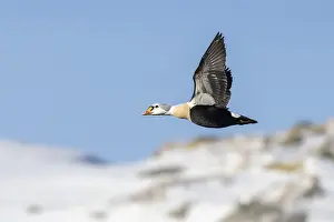 King Eider (Somateria spectabilis)