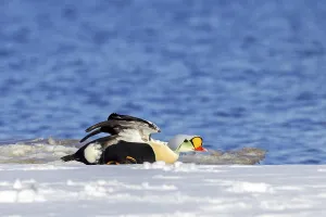 Category Wildlife DE Prints: King eider (Somateria spectabilis) adult male in breeding plumage stretching wings on snow covered shore in spring