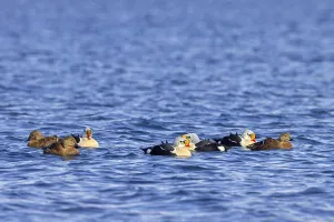 Category Wildlife DE Prints: King eider (Somateria spectabilis)