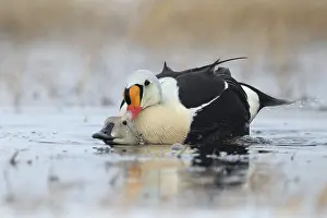 King Eider (Somateria spectabilis) pair mating