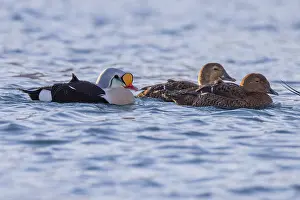 King eiders (Somateria spectabilis)