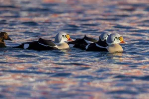 King eiders (Somateria spectabilis)