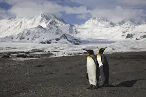 King Penguin, (AApenodytes patagonicus)